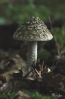 Riesen Scheidenstreifling (Amanita ceciliae)