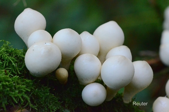 Birnenstäubling, (Apioperdon pyriforme)