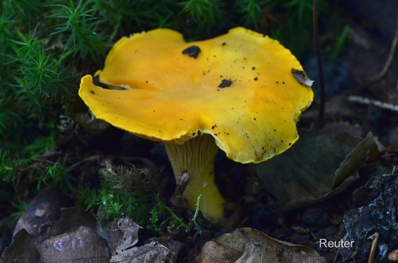 Echter Pfifferling (Cantharellus cibarius)