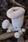 Flaschen-Stäubling(Lycoperdon perlatum)