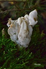 Herbstorchel (Helvella crispa)