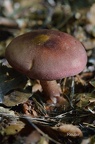 Purpurfilziger Holzritterling, (Tricholomopsis rutilans)