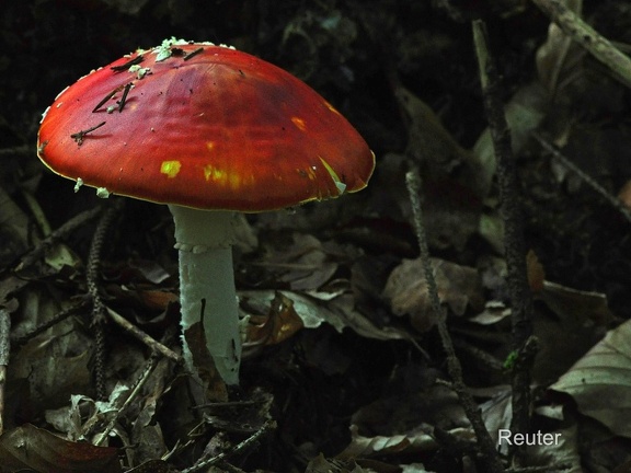 Fliegenpilz (Amanita muscaria)