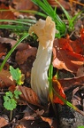 Herbst-Lorchel oder Krause Lorchel (Helvella crispa)