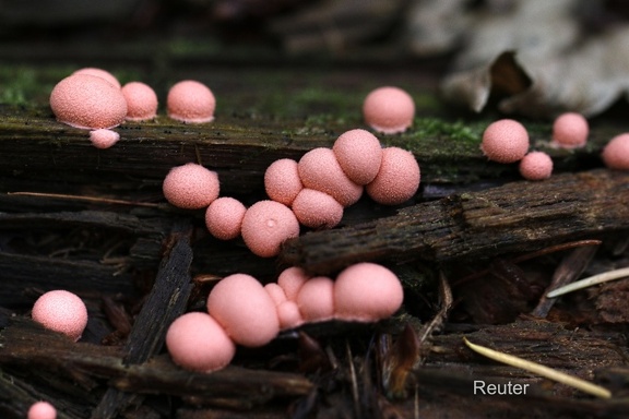 Blutmilchpilz (Lycogala epidendrum)