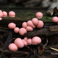Blutmilchpilz (Lycogala epidendrum)