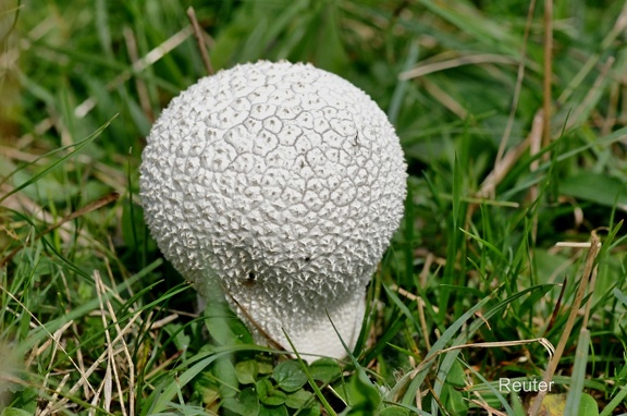 Hasen-Stäubling (Lycoperdon utriforme)