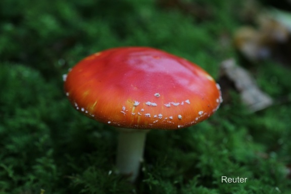 Fliegenpilz (Amanita muscaria)2