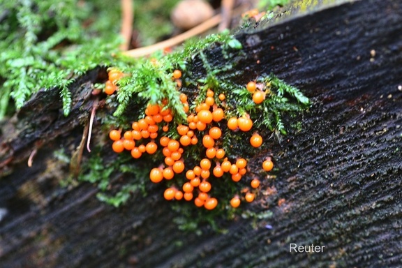 Rotköpfiger Scheinhaarstäubling (Trichia decipiens)