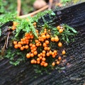 Rotköpfiger Scheinhaarstäubling (Trichia decipiens)