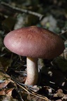 Purpurfilziger Holzritterling (Tricholomopsis rutilans)