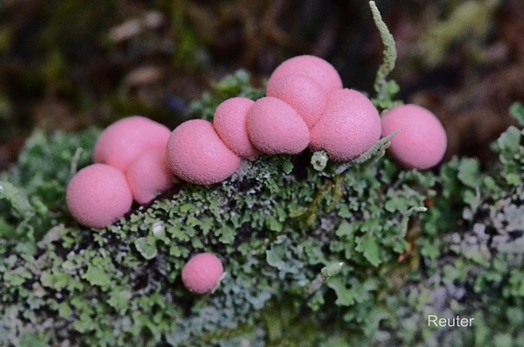 Blutmilchpilz (Lycogala epidendrum)