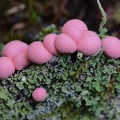Blutmilchpilz (Lycogala epidendrum)