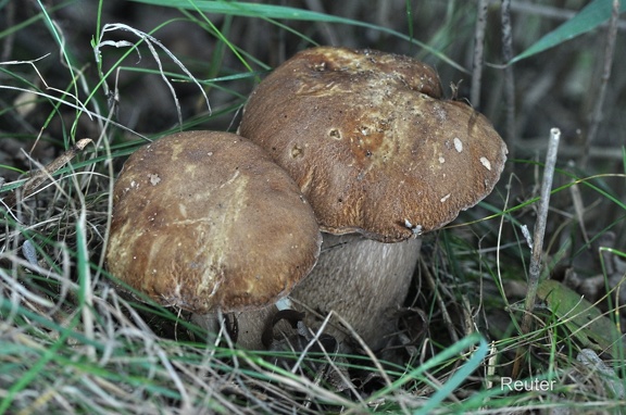 Sommersteinpilz (Boletus reticulatus)