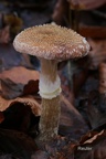 Gemeiner Hallimasch (Armillaria sinapina)