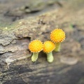 Stacheliger Waldritter (Cyptotrama asprata)