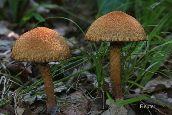 Amiant-Körnchenschirmling (Cystoderma amianthinum)