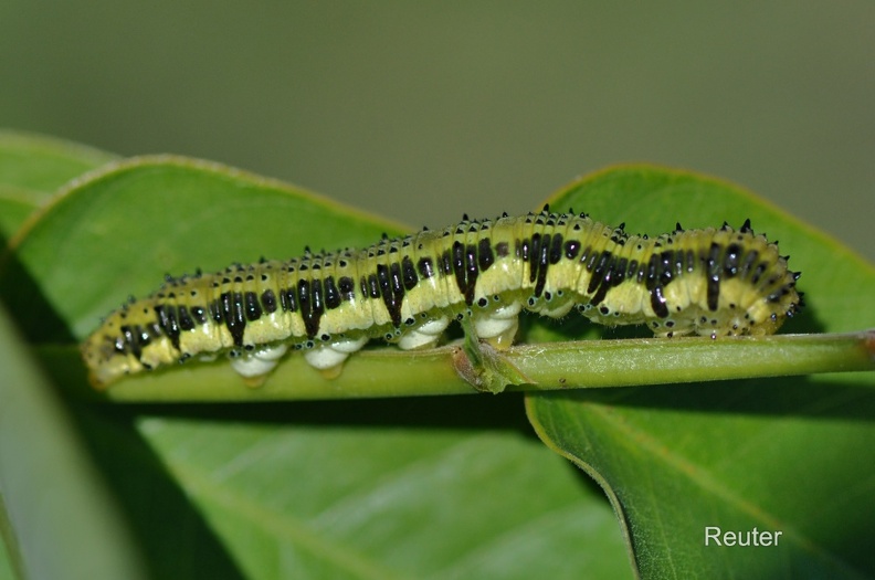 Alfalfa Butterfly-Raupe (Colias eurytheme)