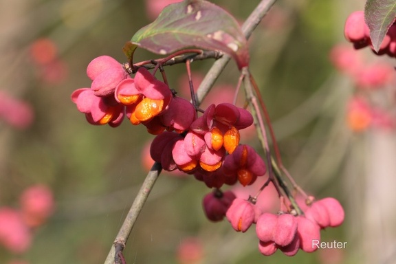 Pfaffenhütchen (Euonymus europaeus)