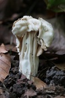 Herbst-Lorchel (Helvella crispa)