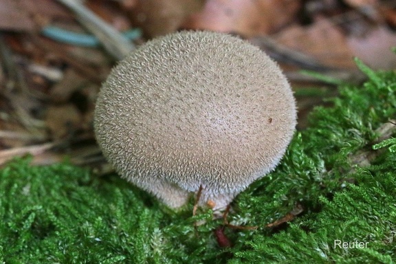 Bräunlicher-Stäubling (Lycoperdonumbrinum)