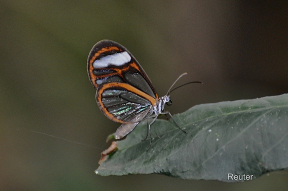 aurantiaca lauronia