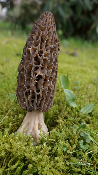 Spitz-Morchel (Morchella elata)
Foto: Monika Möller
Ort: Salmendingen
Kamera: Canon EOS 80 D, EF 100mm 1:2,8 L IS USM
Spitz-Morchel (Morchella elata).jpg