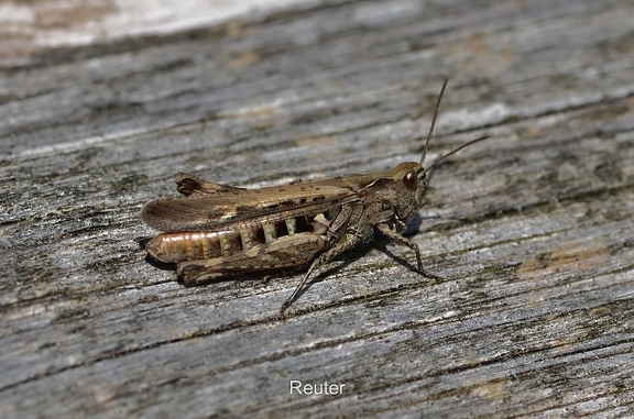 Brauner Grashüpfer (Chorthippus brunneus),