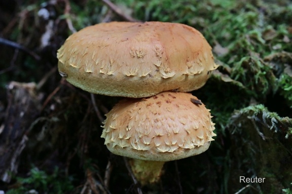 Feuerschüppling (Pholiota flammans)