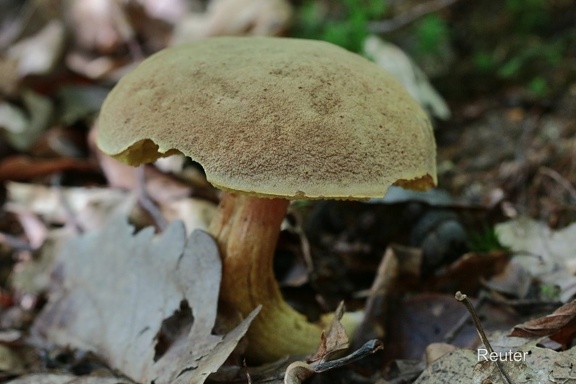 Filziger Röhrling (Xerocomus subtomentosus)