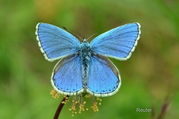 Himmelblauer Bläuling (Polyommatus bellargus)