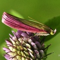 Rhabarberzünsler (Oncocera semirubella)
