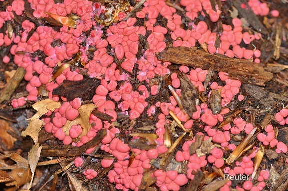Blutmilchpilz (Lycogala epidendrum)