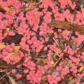 Blutmilchpilz (Lycogala epidendrum)