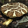 Falscher Rotfuß-Röhrling (Xerocomus porosporus)