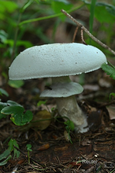 Frühlingsknollenblätterpilz (Amanita verna)
Foto: Karl Reuter
Ort: Naturpark Schönbuch
Kamera: Nikon D90, Nikkor 105VR 1:2,8
Frühlingsknollenblätterpilz (Amanita verna).jpg