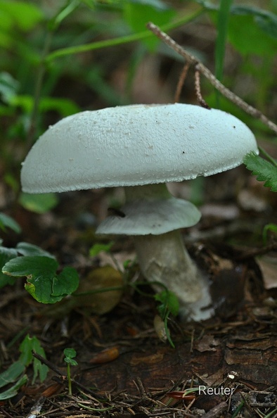 Frühlingsknollenblätterpilz (Amanita verna).jpg