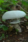 Frühlingsknollenblätterpilz (Amanita verna)