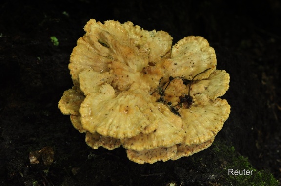 Gemeiner Schwefelporling (Laetiporus sulphureus)