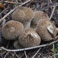 Bräunlicher Stäubling (Lycoperdon umbrinum)