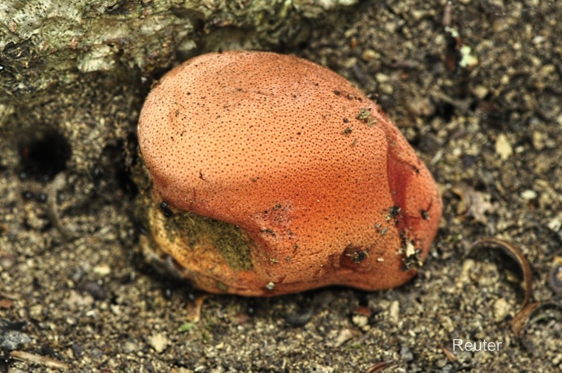 Leberreischling (Fistulina hepatica)