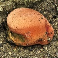 Leberreischling (Fistulina hepatica)