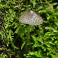 Zäher Faden-Helmling (Mycena vitilis)