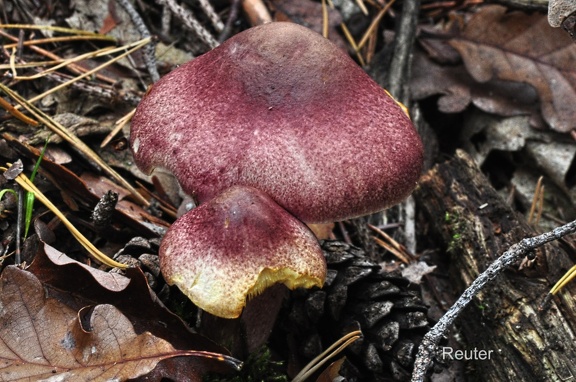 Purpurfilziger Holzritterling, (Tricholomopsis rutilans)