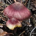 Purpurfilziger Holzritterling, (Tricholomopsis rutilans)