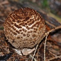 Spitzschuppiger Stachel-Schirmling (Lepiota aspera)