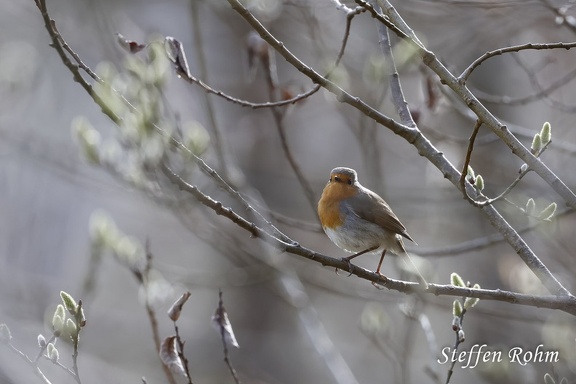 Rotkehlchen - European Robin (Erithacus rubecula)