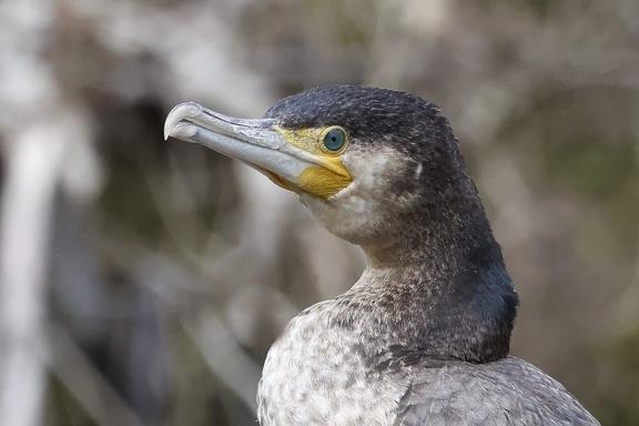 Kormoran (Phalacrocorax carbo)