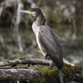 Kormoran - Great Cormorant - (Phalacrocorax carbo)