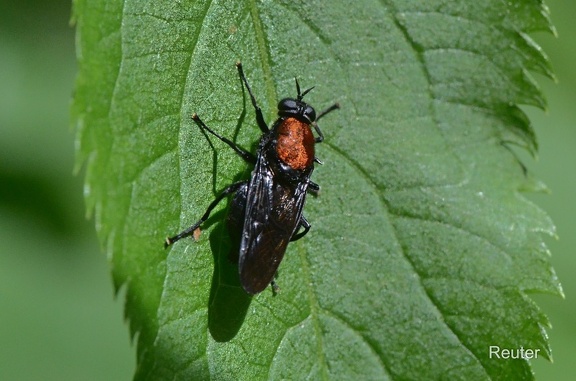 Waffenfliege (Clitellaria ephippium)